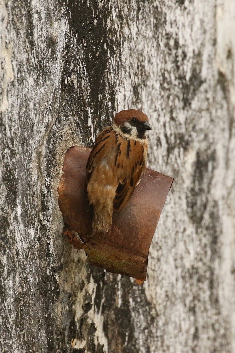 Eurasian Tree Sparrow - ML583076421