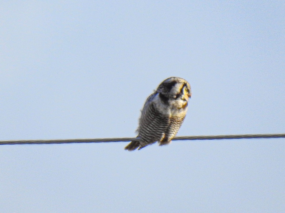Northern Hawk Owl - ML583078901