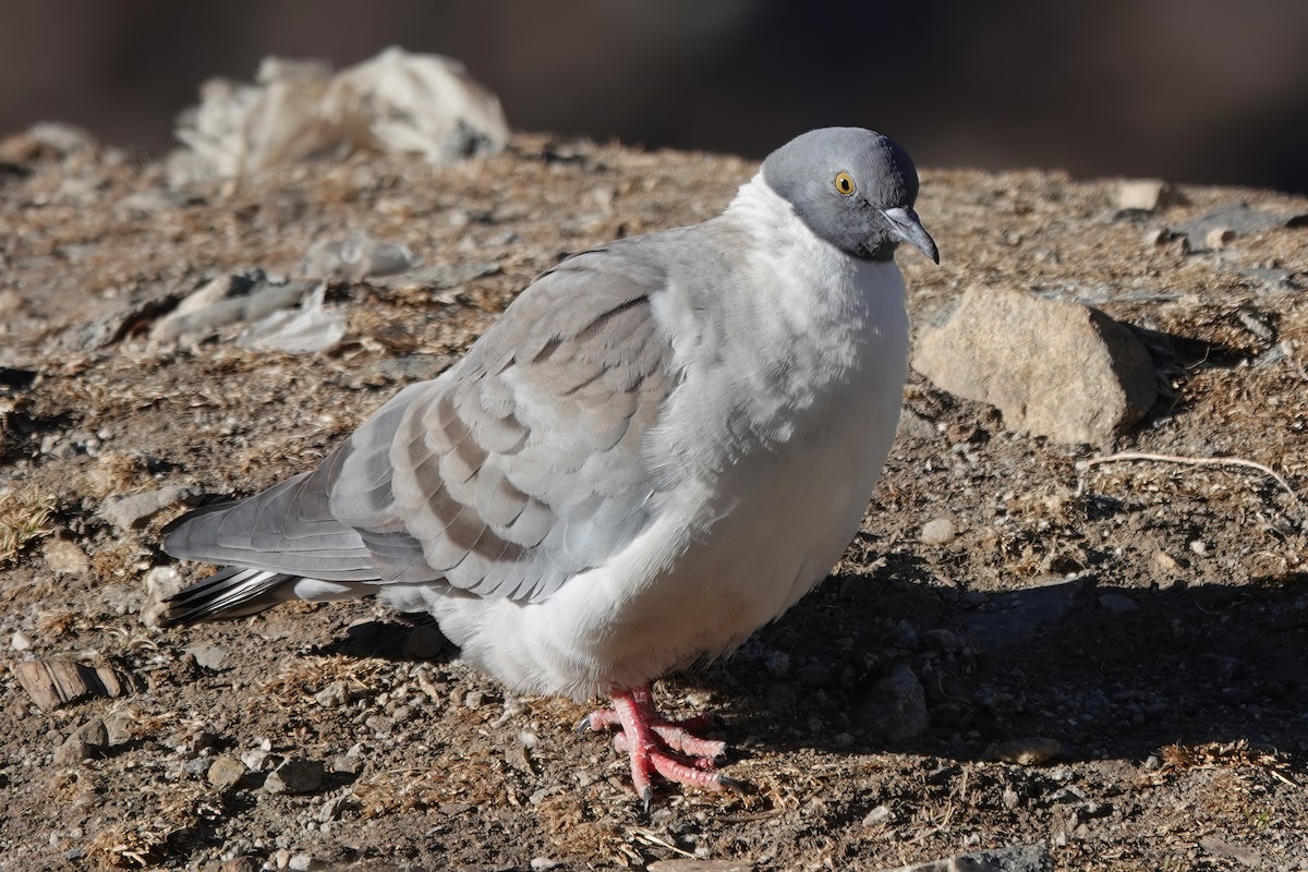 Snow Pigeon - ML583082081
