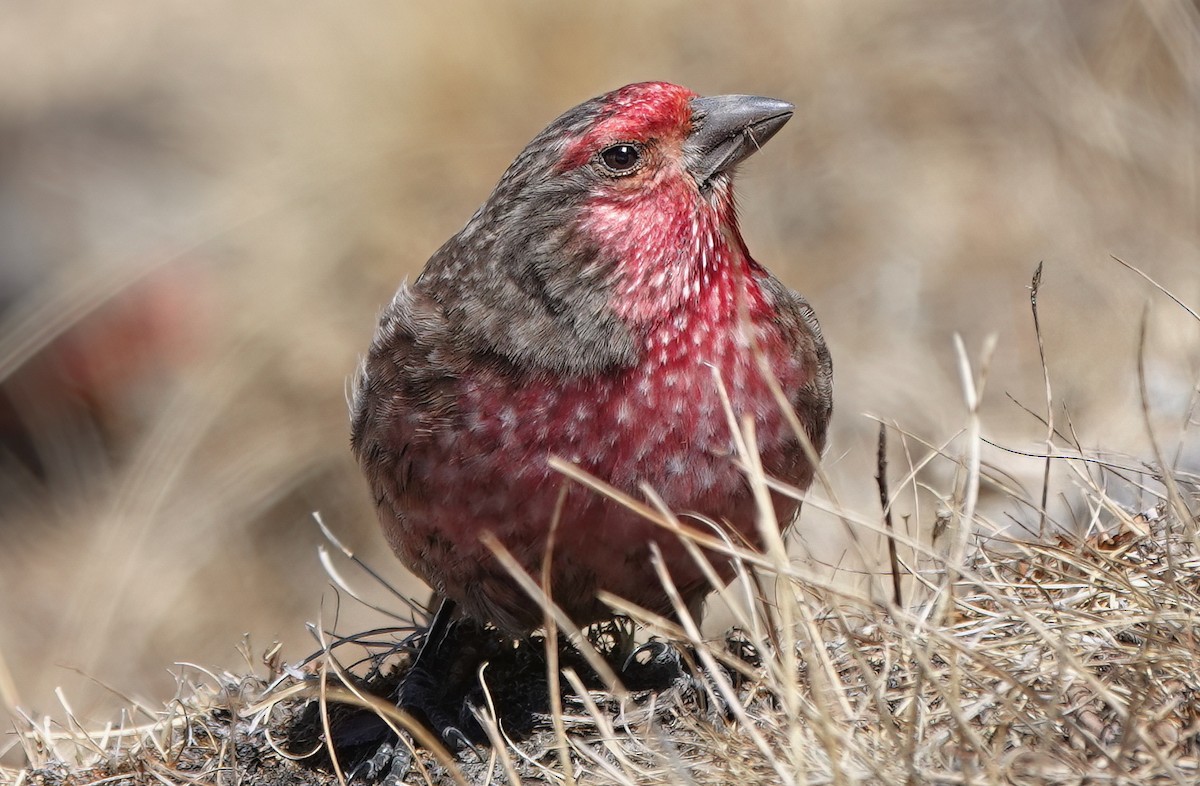 Red-fronted Rosefinch - ML583082421