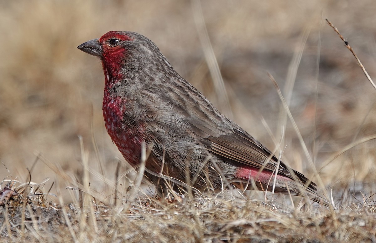 Red-fronted Rosefinch - ML583082431