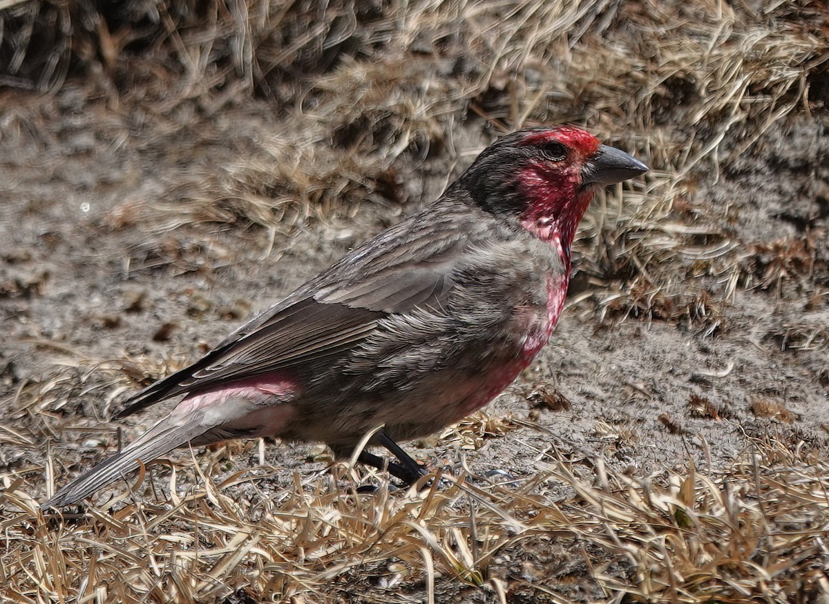 Red-fronted Rosefinch - ML583082441