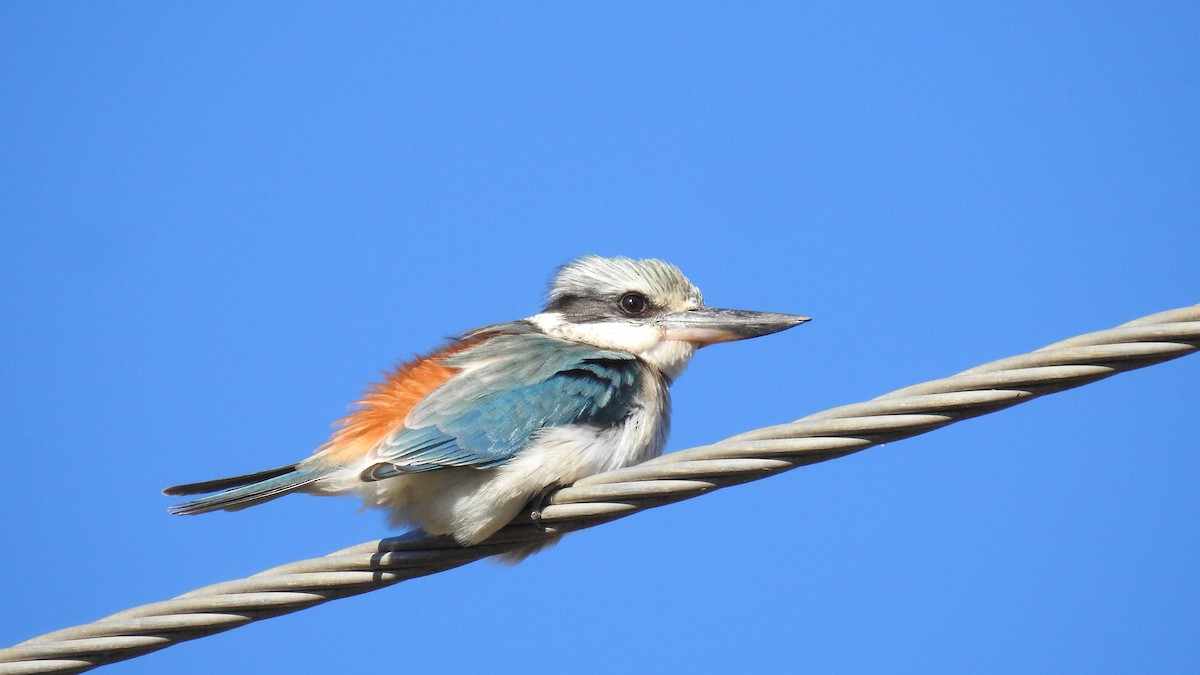 Red-backed Kingfisher - ML583084421
