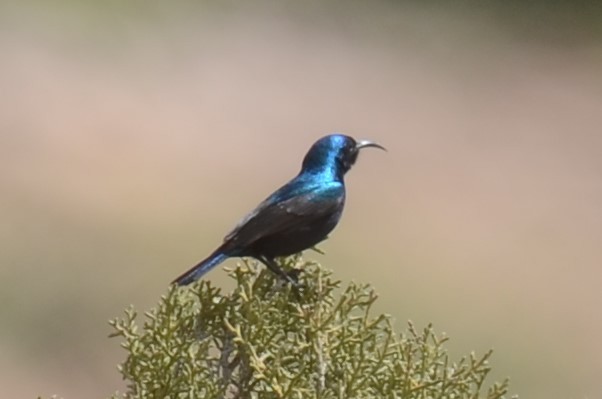 Palestine Sunbird (Palestine) - ML583084721