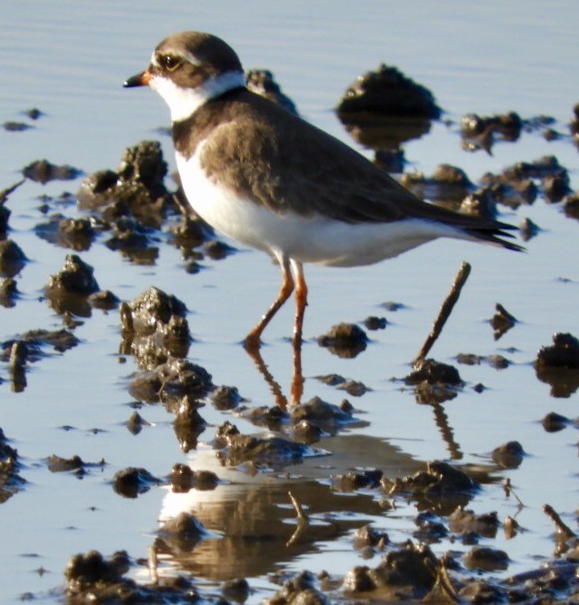 Semipalmated Plover - ML58309051