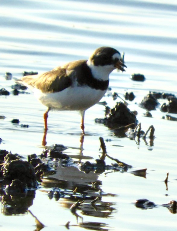 Semipalmated Plover - ML58309071