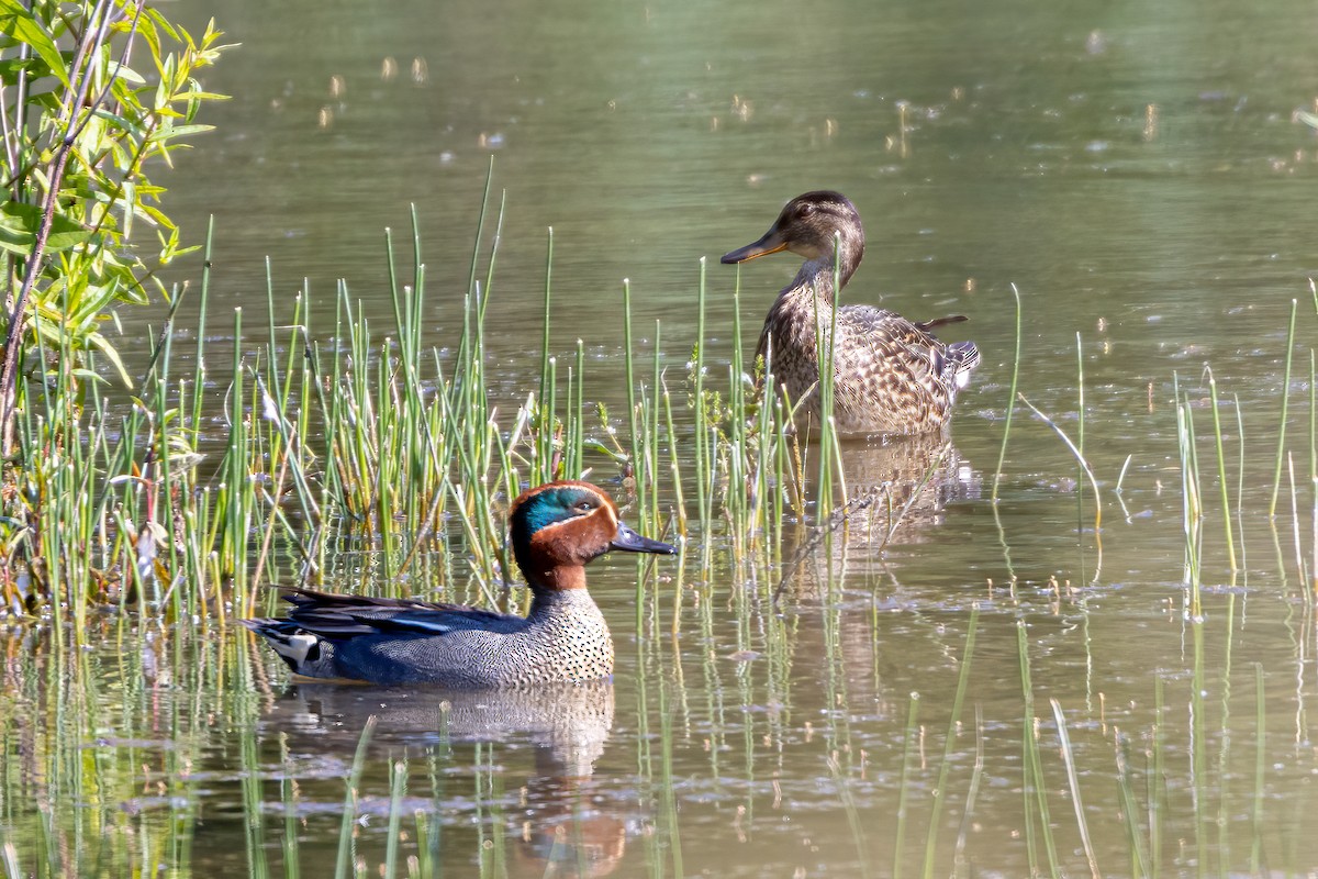 Green-winged Teal - ML583092691
