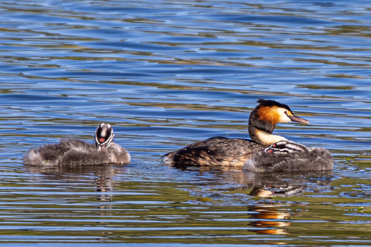Great Crested Grebe - ML583092771