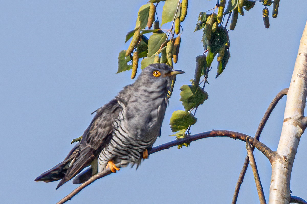 Common Cuckoo - ML583092861