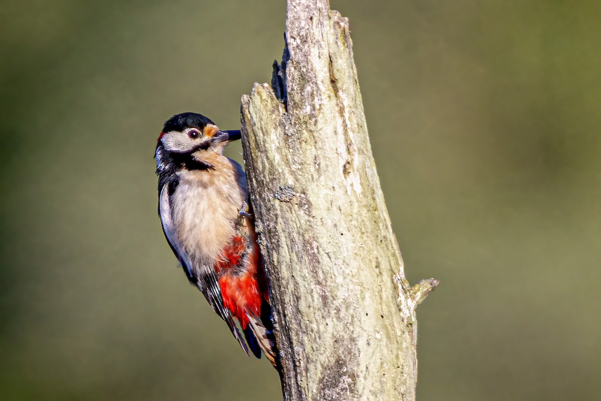 Great Spotted Woodpecker - ML583093171