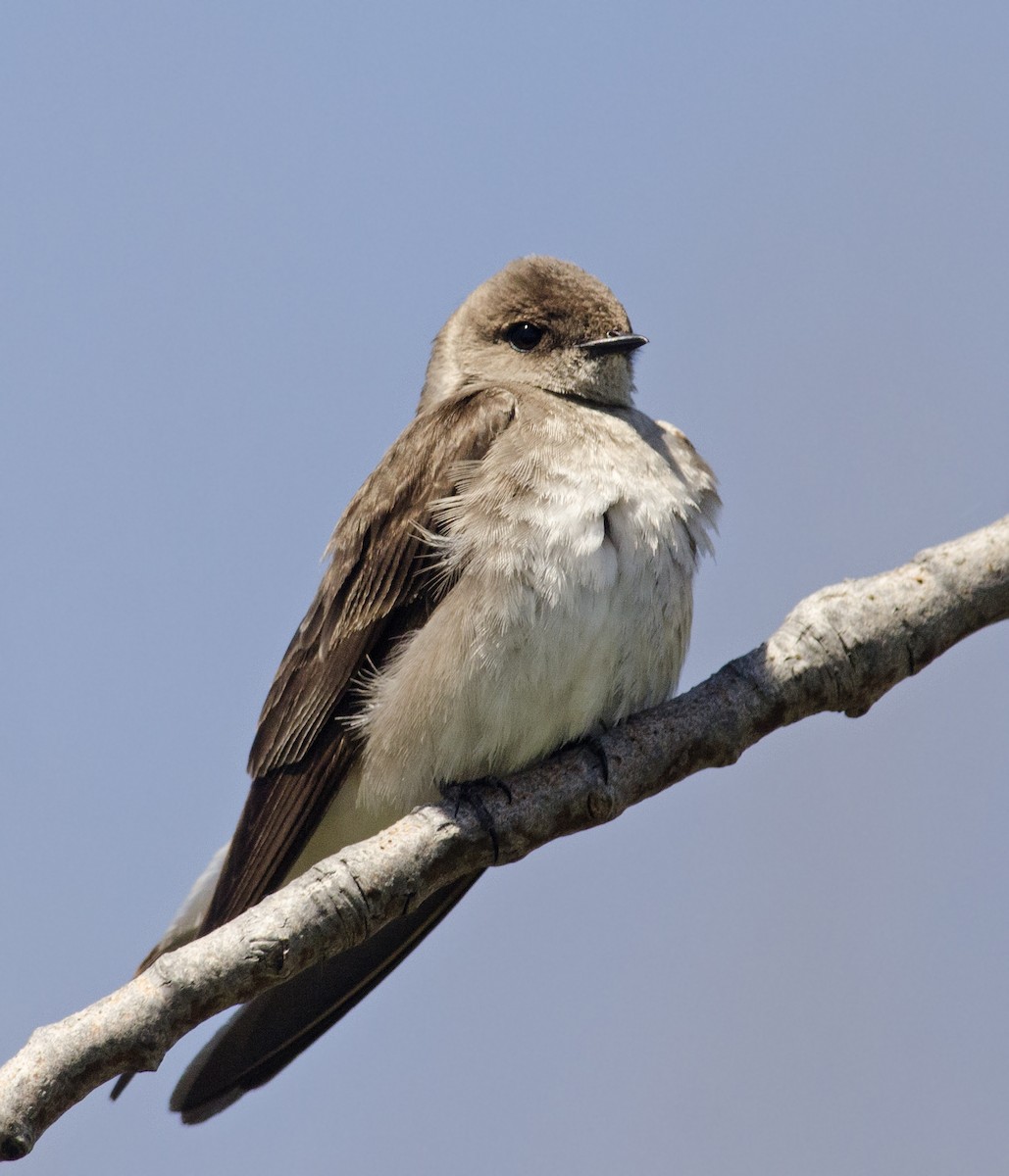 Northern Rough-winged Swallow - Joshua Vandermeulen