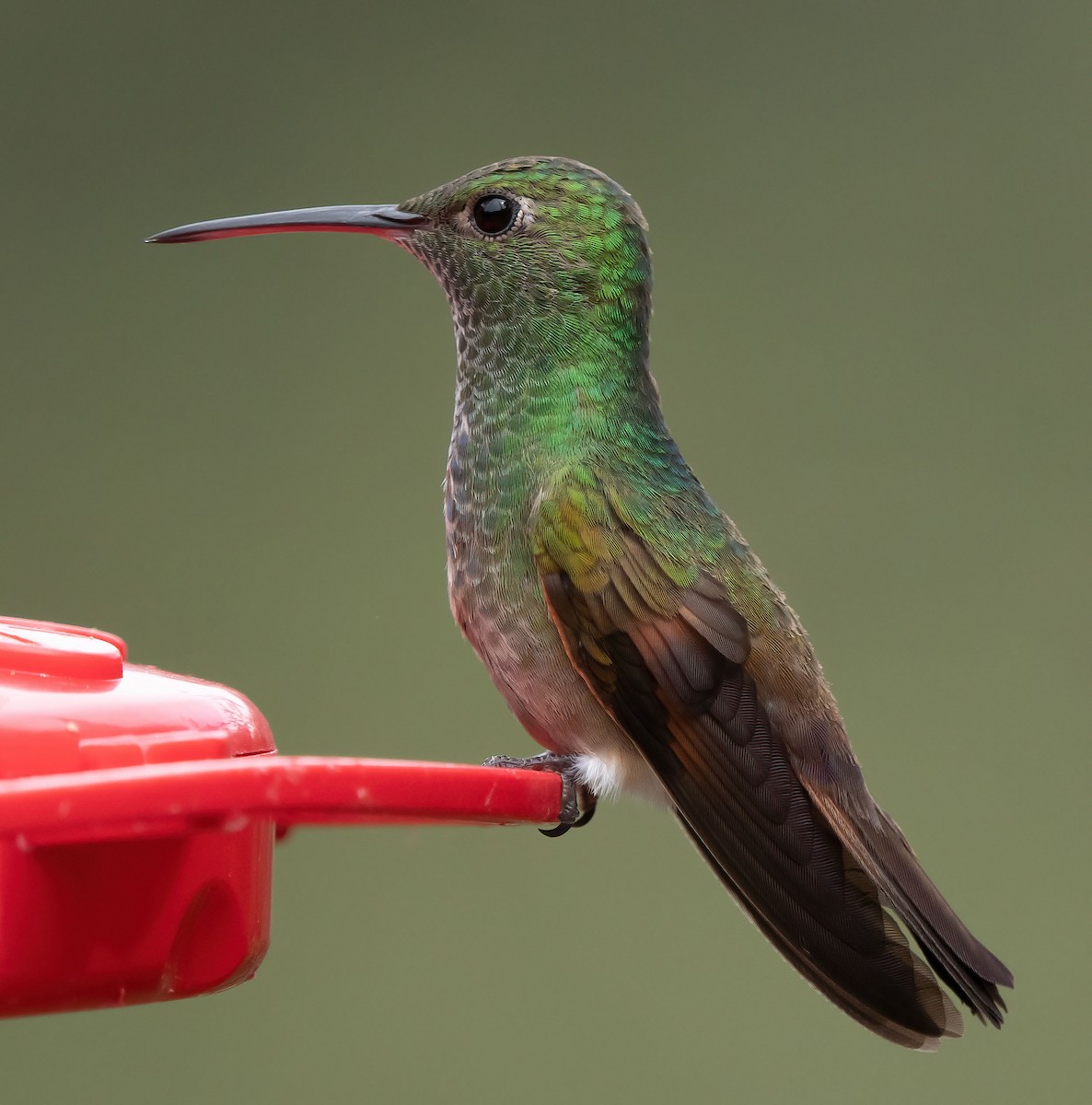 kolibřík mexický - ML583099011