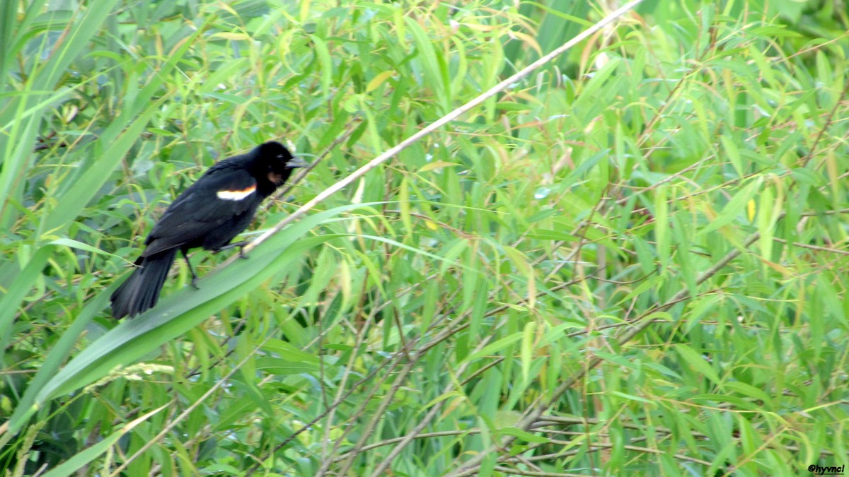 Red-winged Blackbird - Ozgun Sozuer