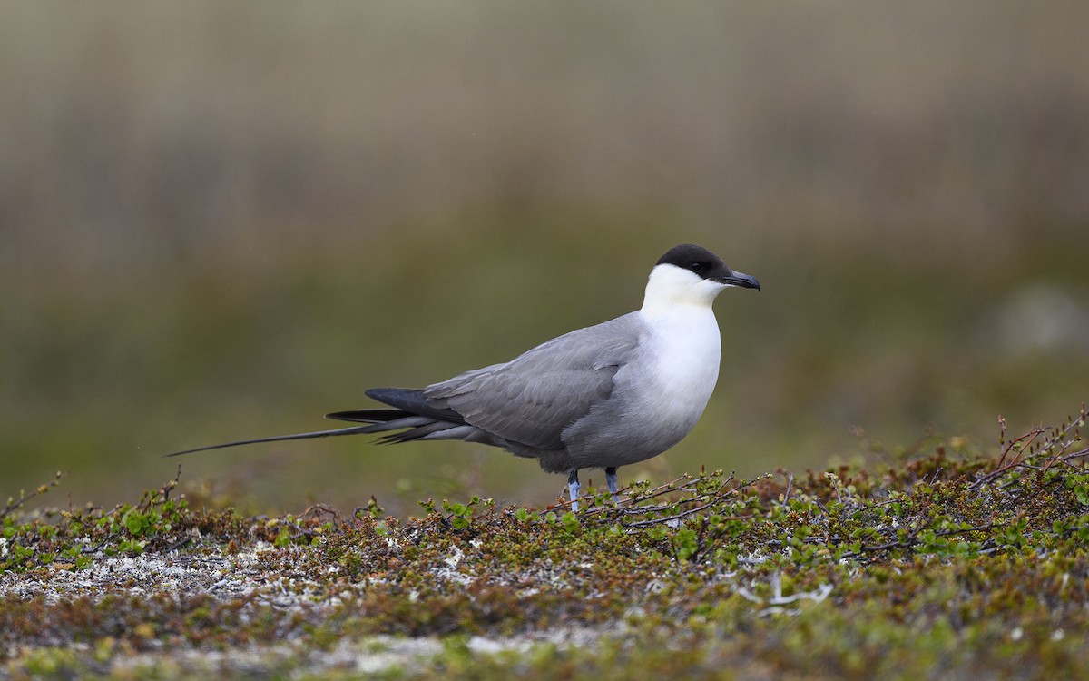 Long-tailed Jaeger - ML583101851