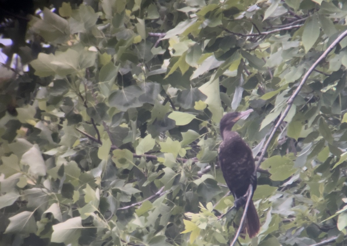 EBird Checklist 9 Jun 2023 Marsh Creek SP 4 Species