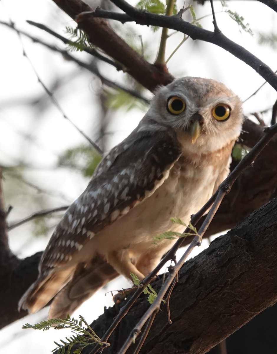 Spotted Owlet - ML583111701