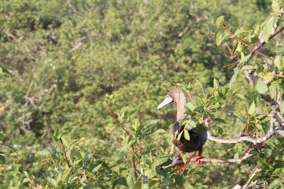 Red-footed Booby - ML58311271