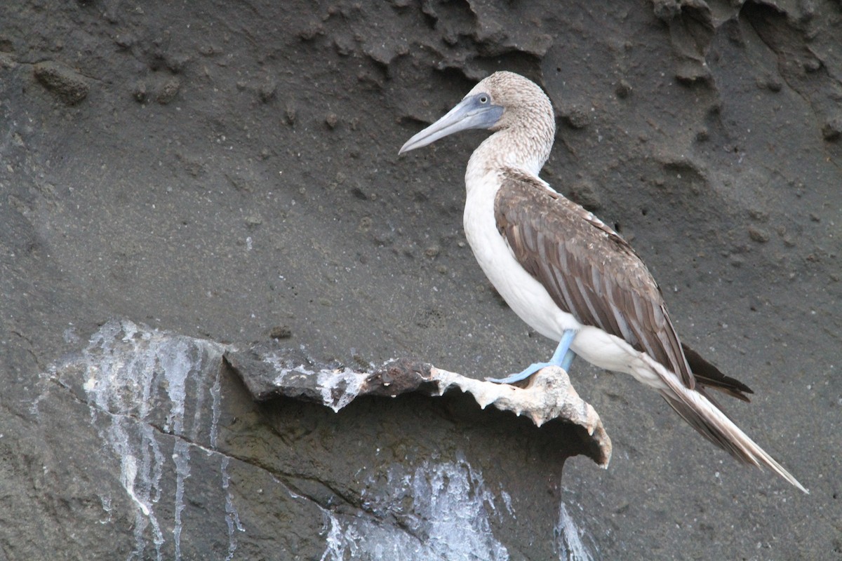 Blue-footed Booby - ML58311441