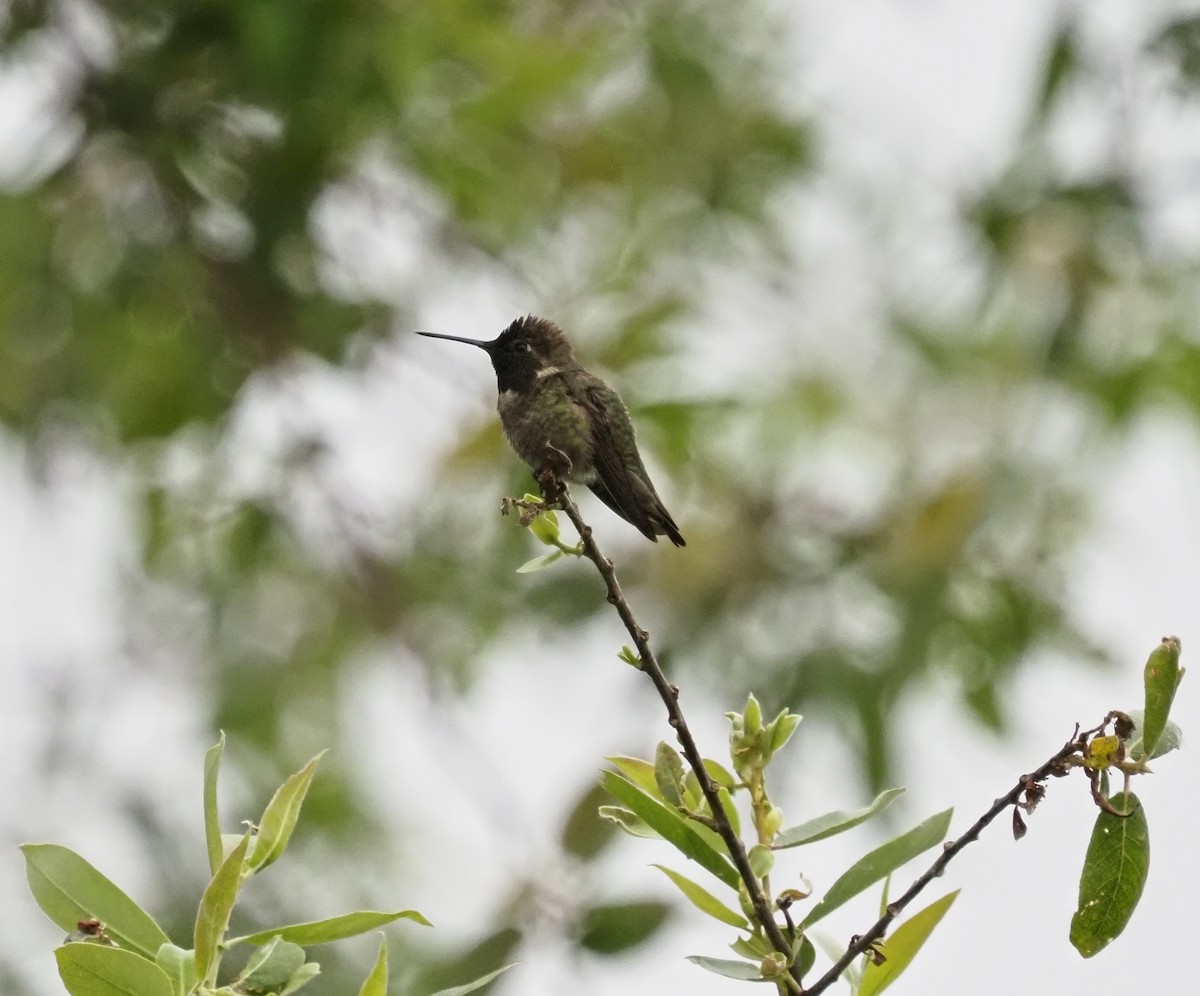 Black-chinned Hummingbird - ML583121791