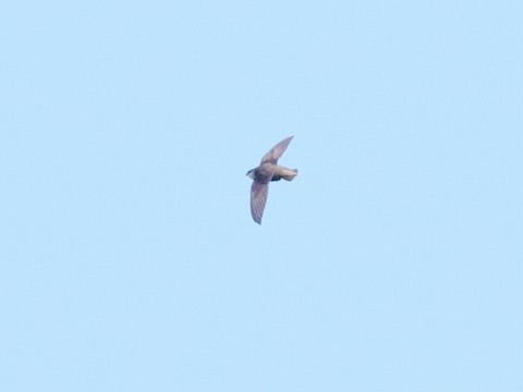 Chimney Swift - Roger Horn