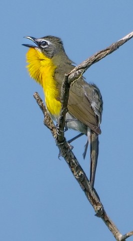 Yellow-breasted Chat - Roger Horn