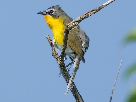 Yellow-breasted Chat - Roger Horn