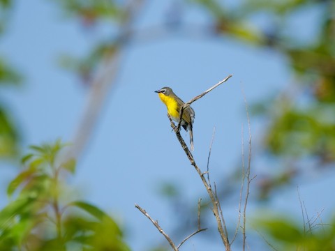 Yellow-breasted Chat - Roger Horn