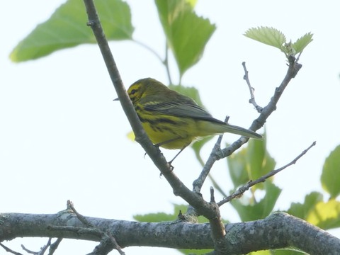 Prairie Warbler - Roger Horn