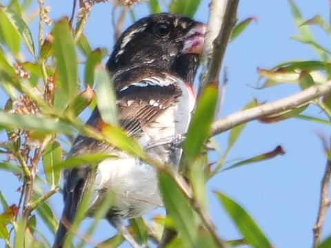 Rose-breasted Grosbeak - Roger Horn