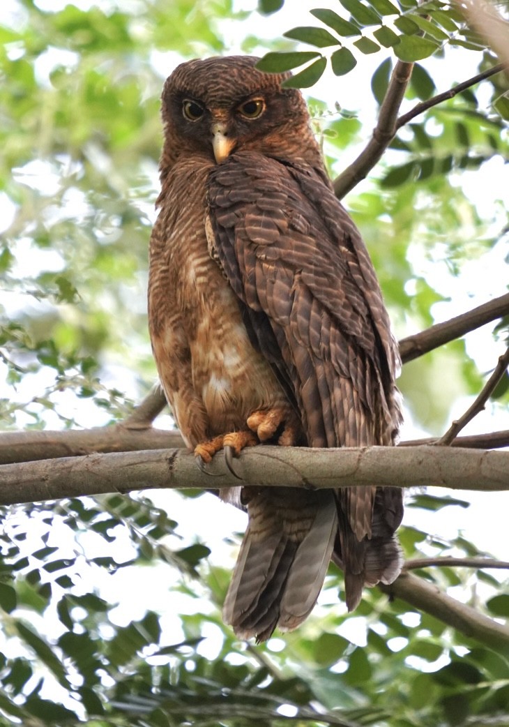 Rufous Owl - Michael Drake