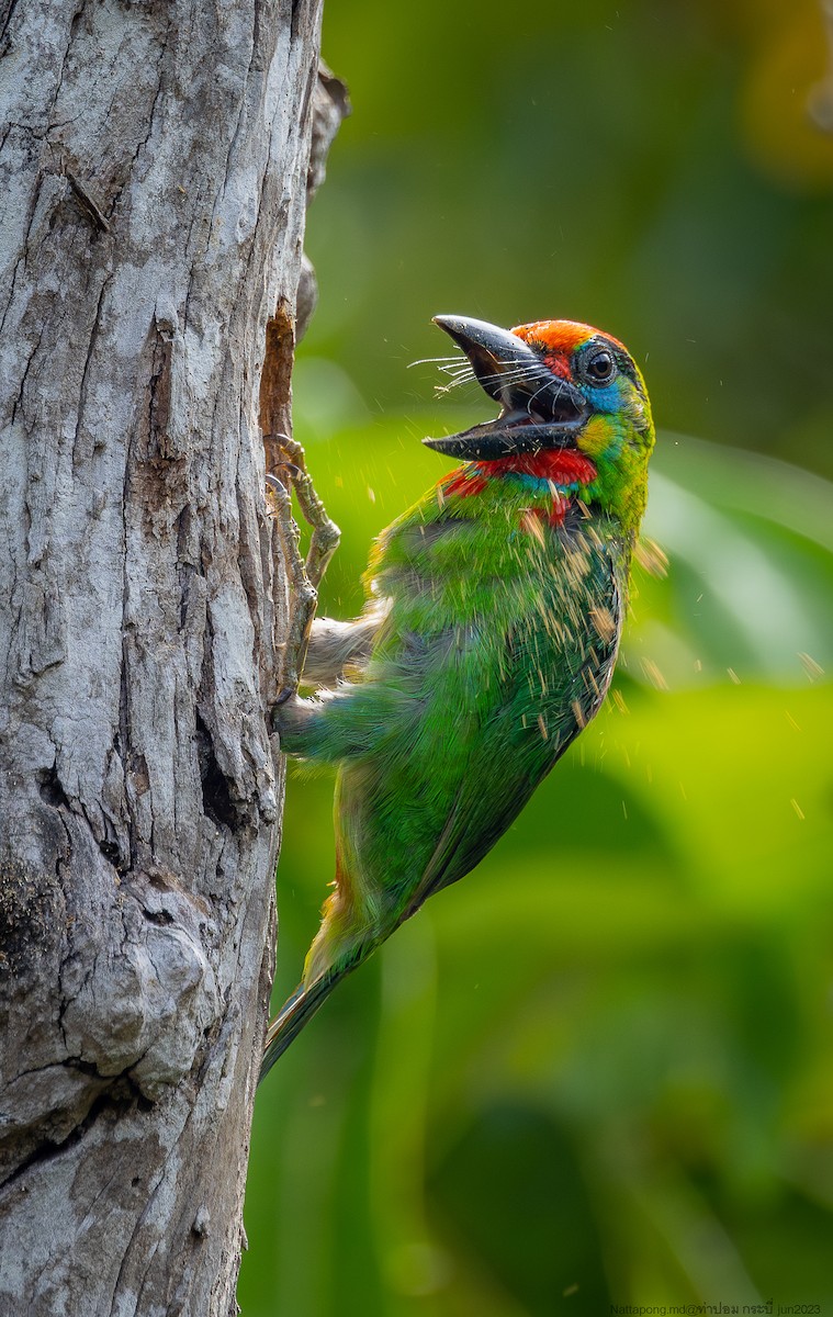 Red-throated Barbet - ML583127681