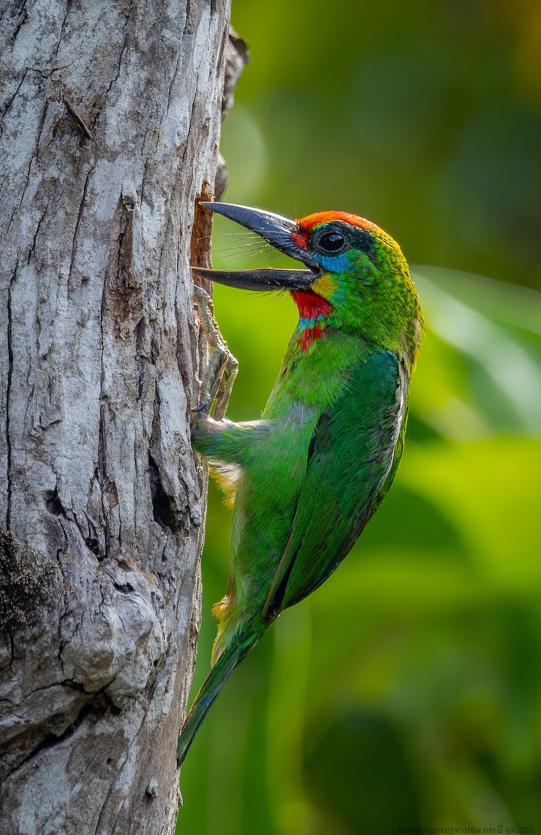 Red-throated Barbet - ML583127691