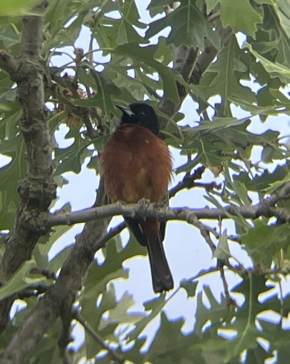 Orchard Oriole - ML583129881