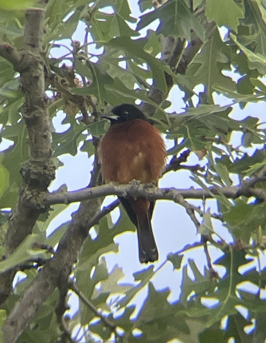 Orchard Oriole - ML583129891