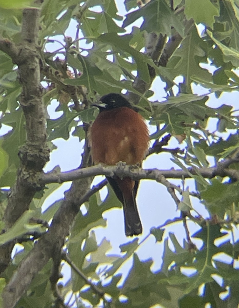 Orchard Oriole - Aaron Holschbach