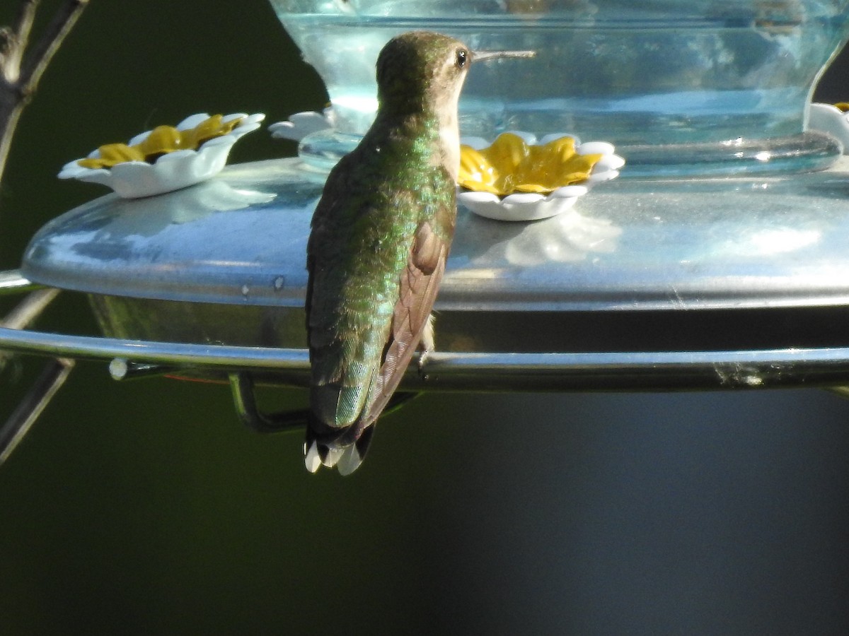 Ruby-throated Hummingbird - ML583133021