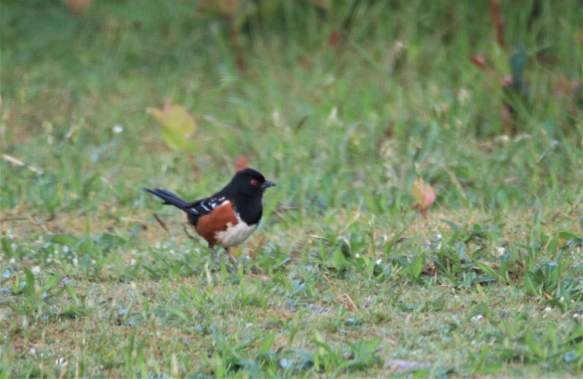 Spotted Towhee - ML583137891
