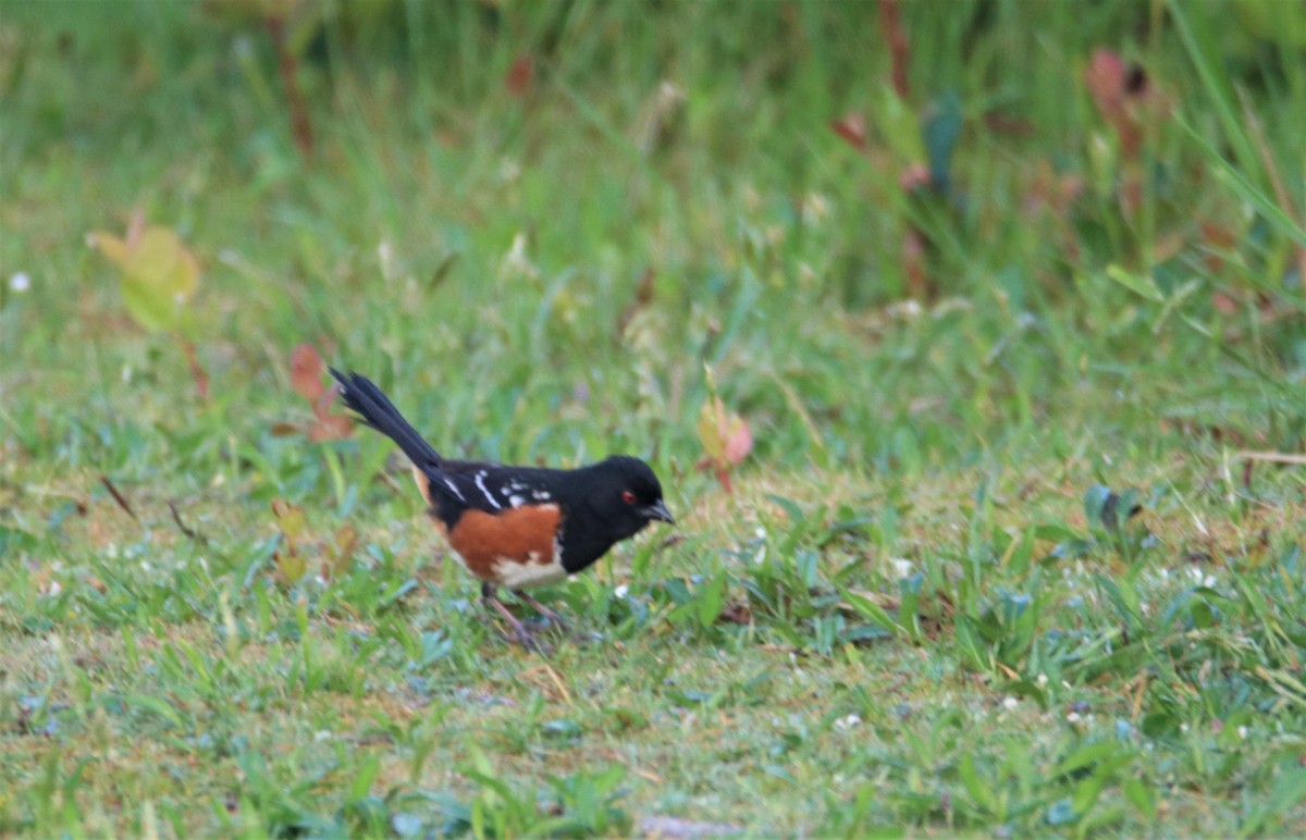 Spotted Towhee - ML583137991