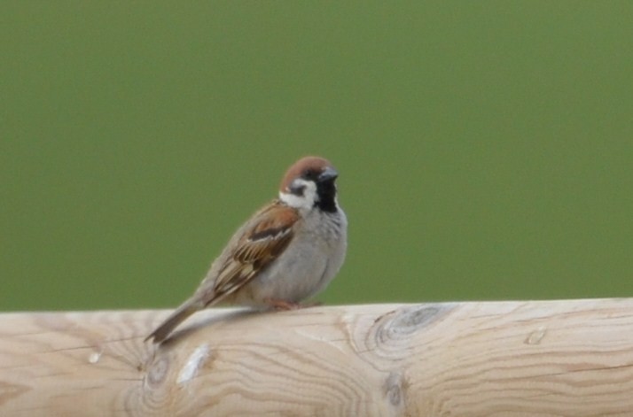 Eurasian Tree Sparrow - ML58313861