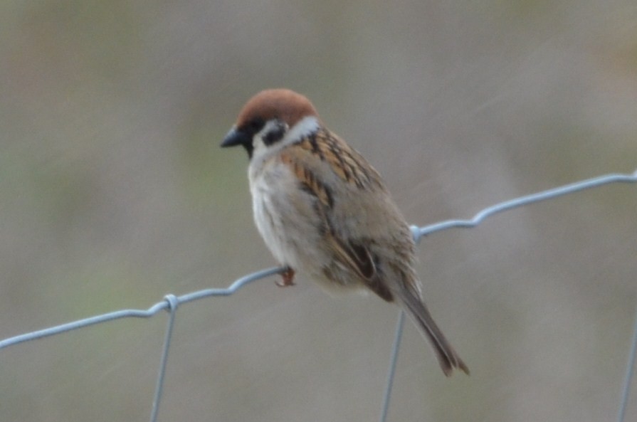 Eurasian Tree Sparrow - ML58313871