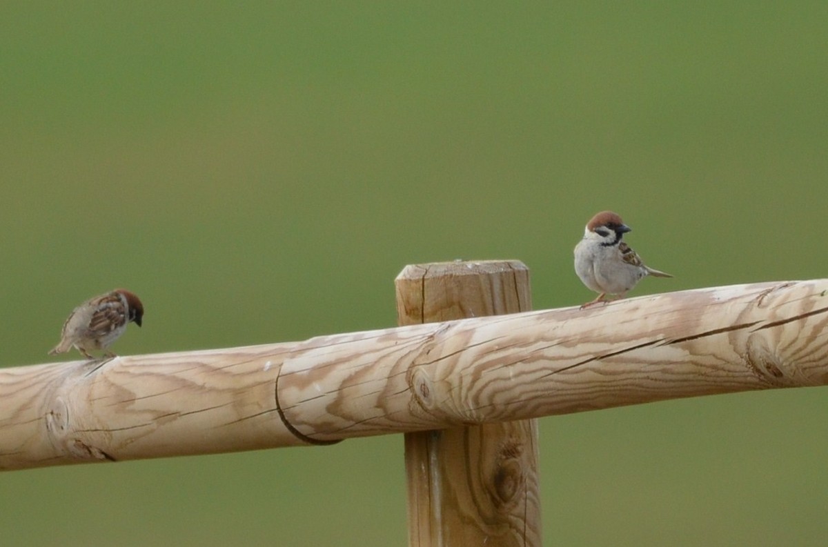 Eurasian Tree Sparrow - ML58313881