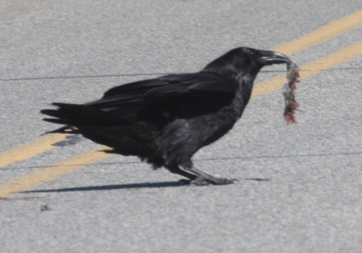 Common Raven - Frederick Bowes