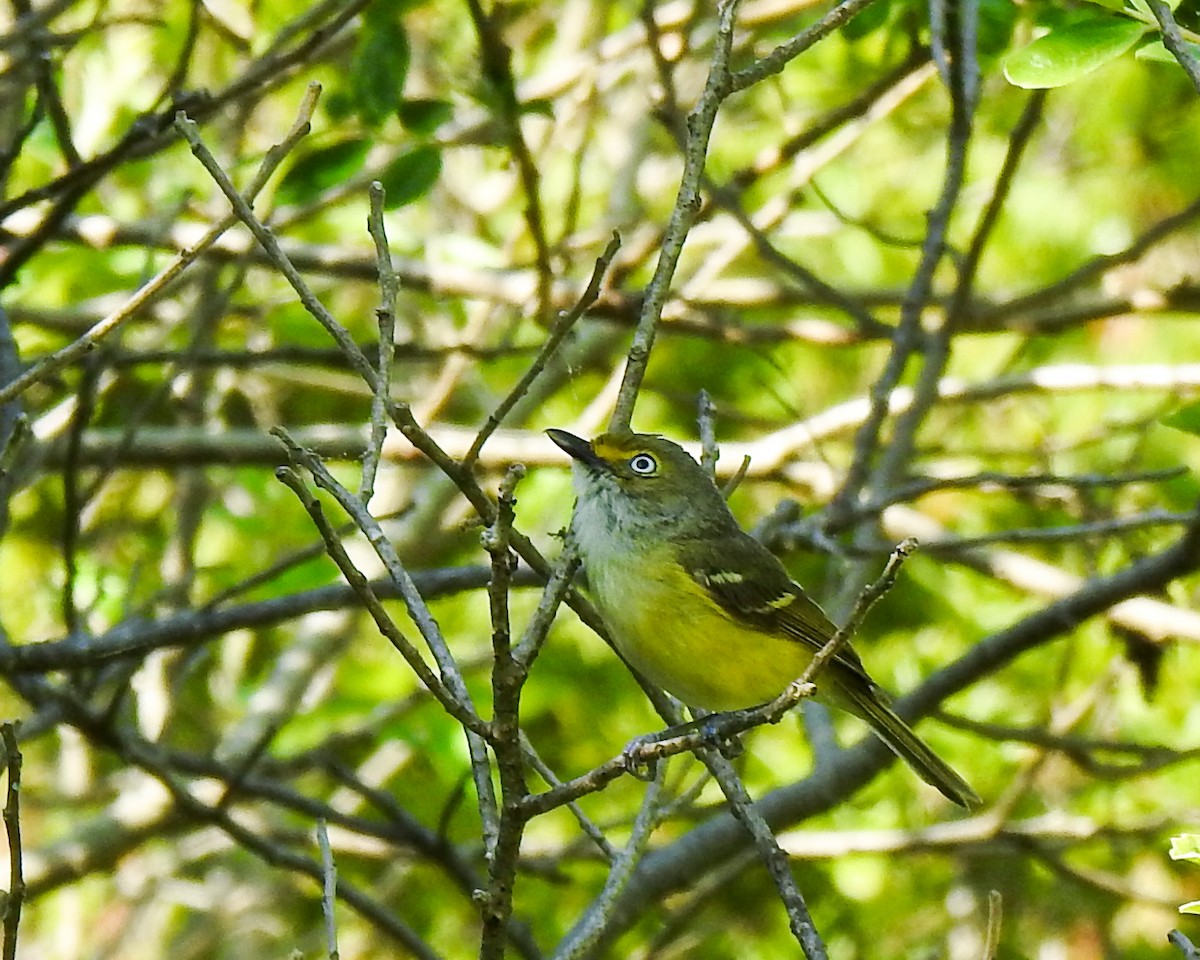New York Breeding Bird Atlas Checklist - 10 Jun 2023 - Hither Hills
