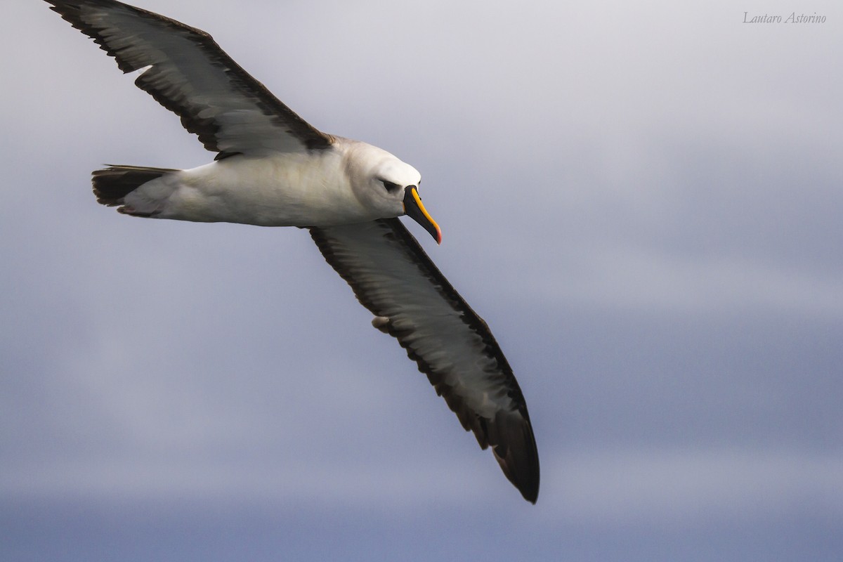 Atlantic Yellow-nosed Albatross - ML58314601