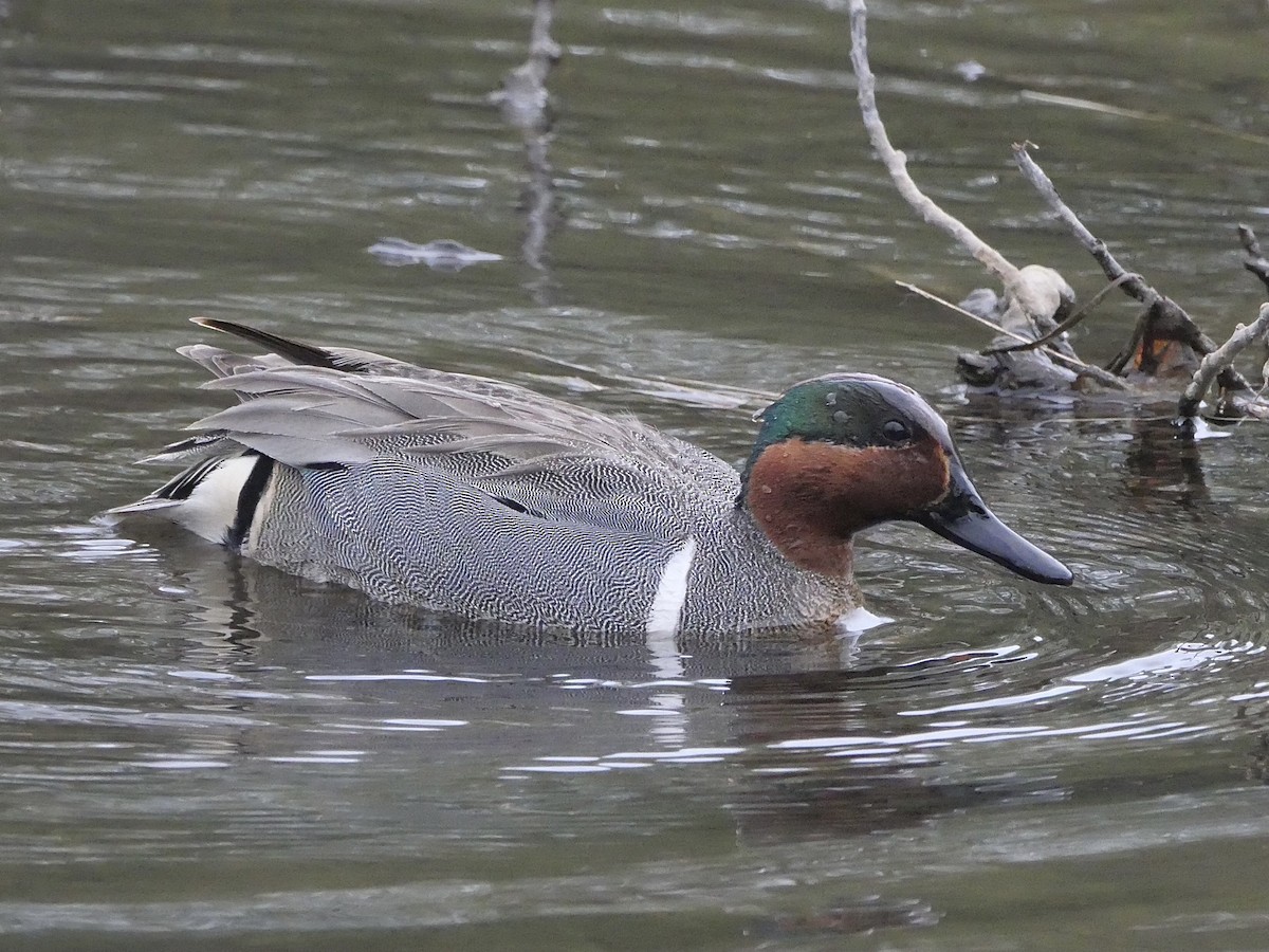 Green-winged Teal - ML583146511