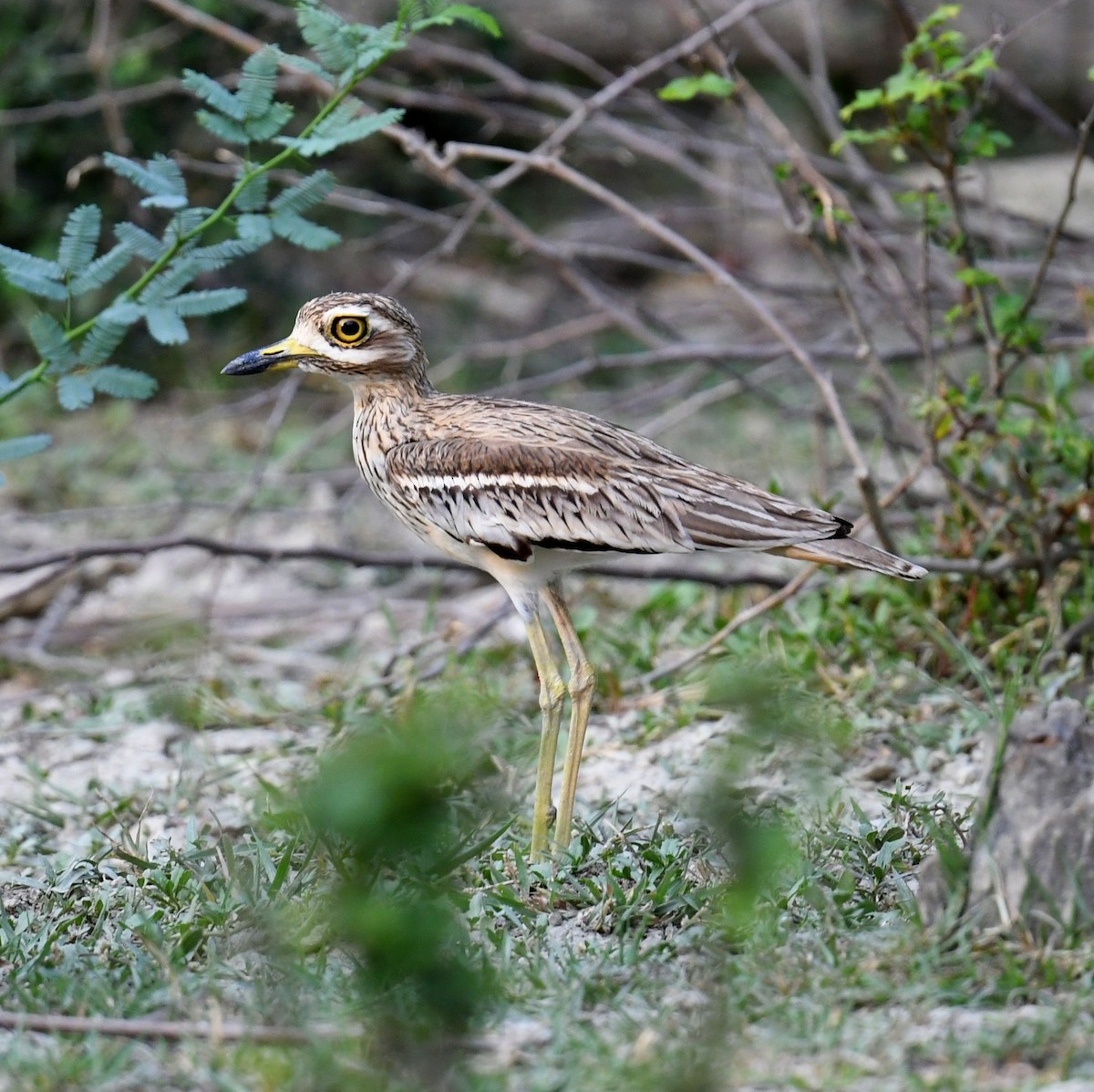 Indian Thick-knee - ML583147021
