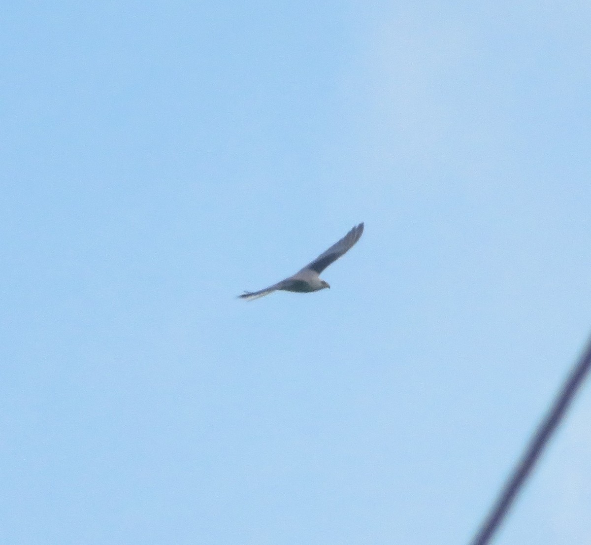 White-tailed Kite - ML583147091