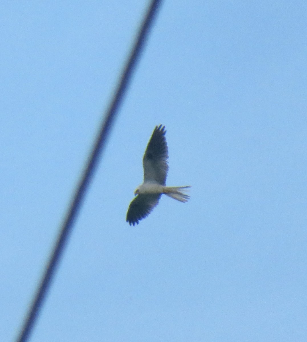 White-tailed Kite - ML583147101