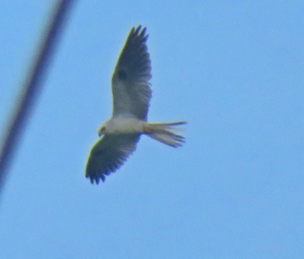 White-tailed Kite - ML583147111