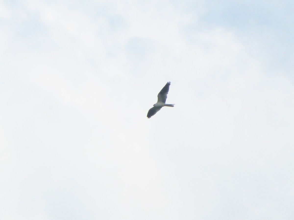 White-tailed Kite - ML583147121